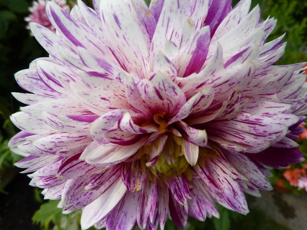 Dahlia